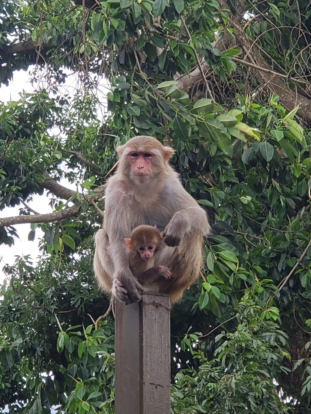 Monkeying Around Hong&nbsp;Kong
