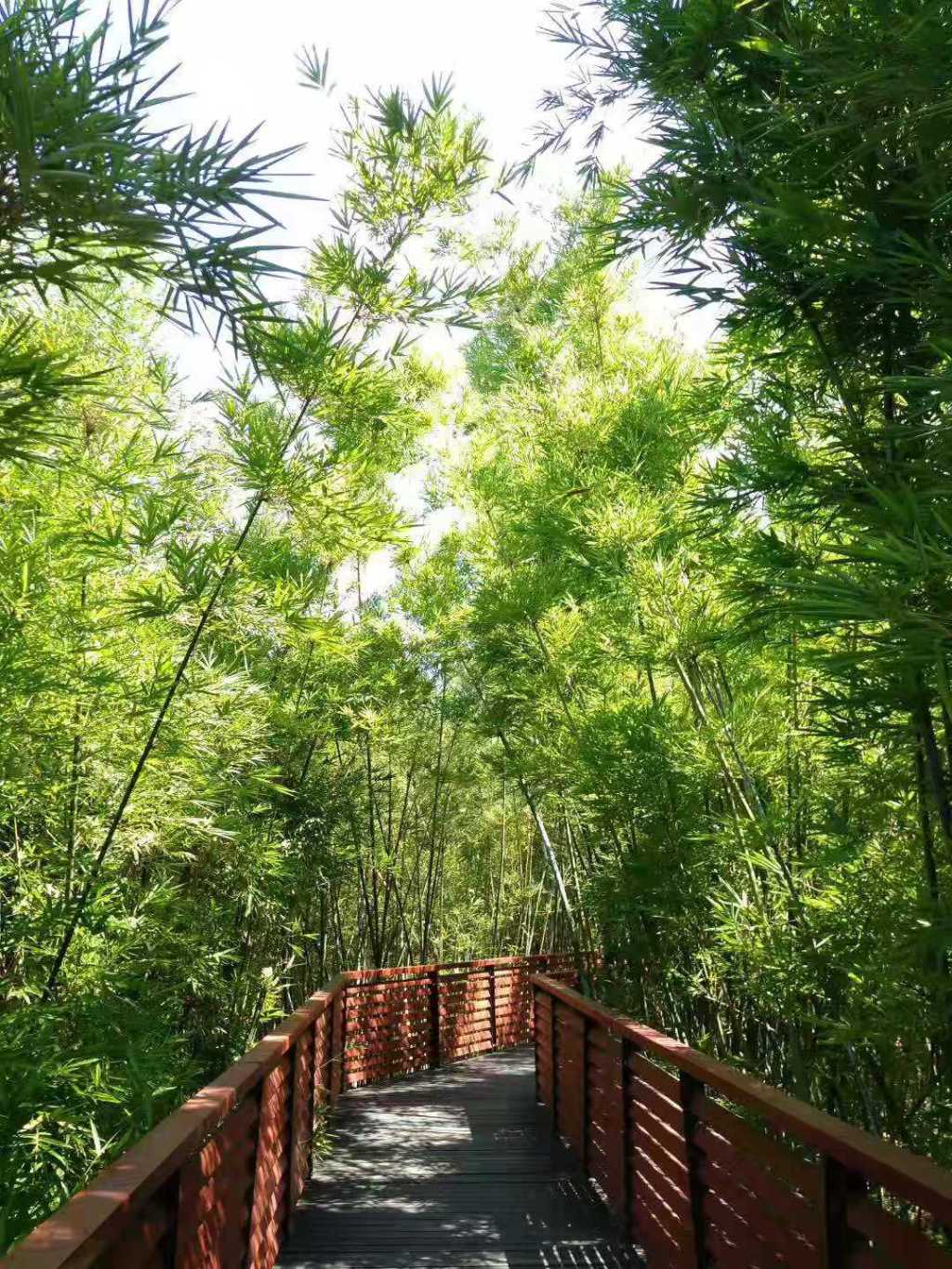 Bijia Hill Park Shenzhen.  The quieter cousin to&nbsp;Lianhuashan