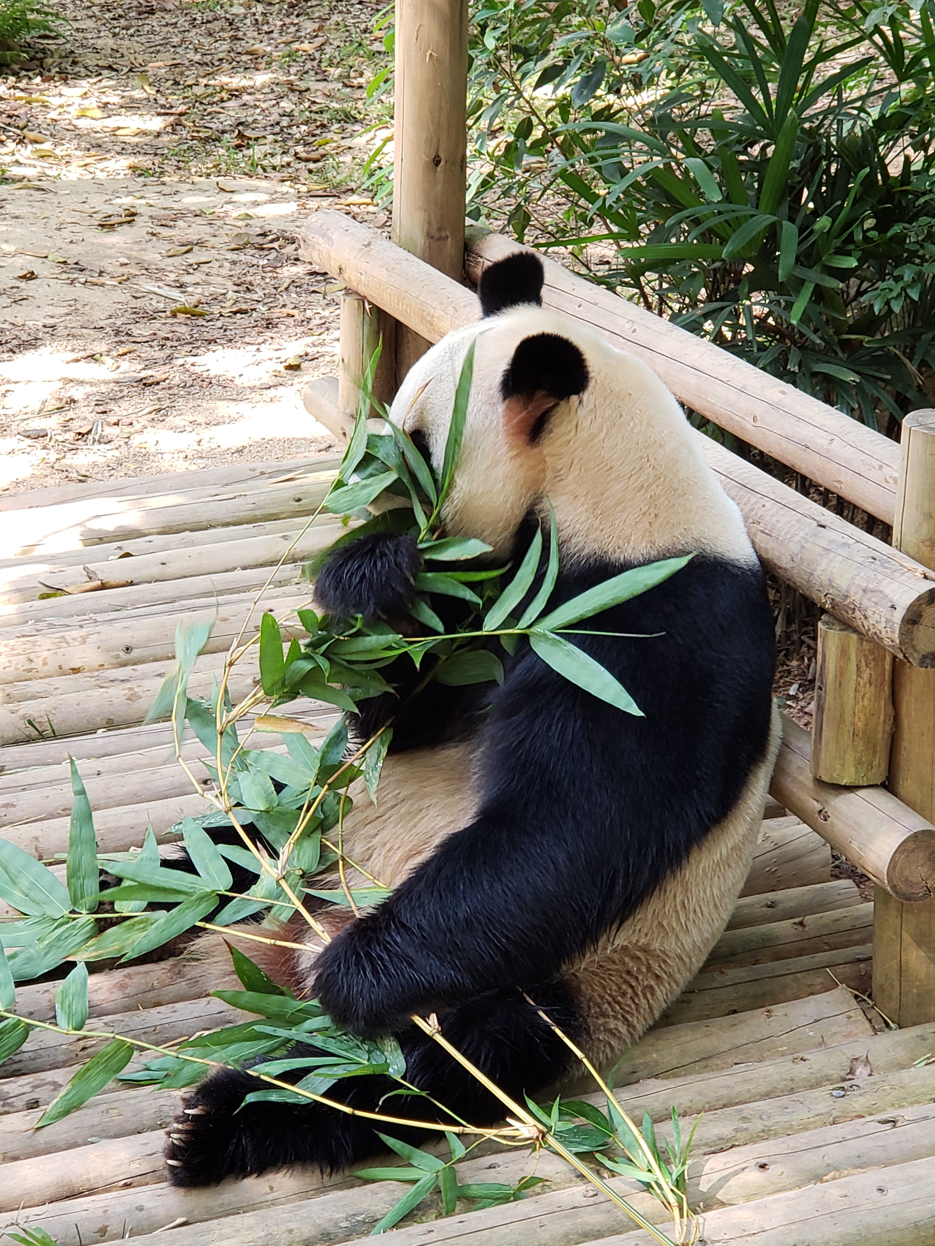 Shenzhen Zoo – Wanderlust Welshman