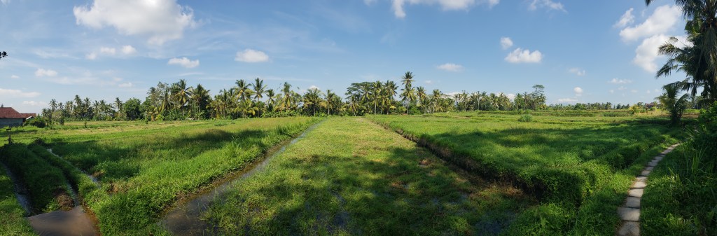 Kajeng rice fields walk&nbsp;Bali