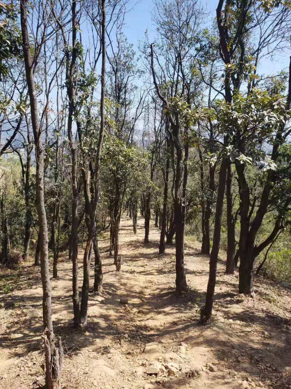 Yinhu mountain greenway and hike&nbsp;Shenzhen