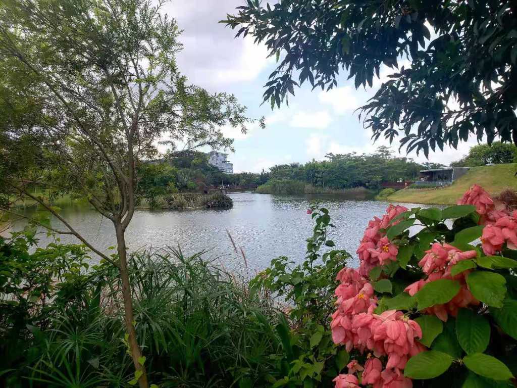 Shenzhen Mangrove ecological&nbsp;park