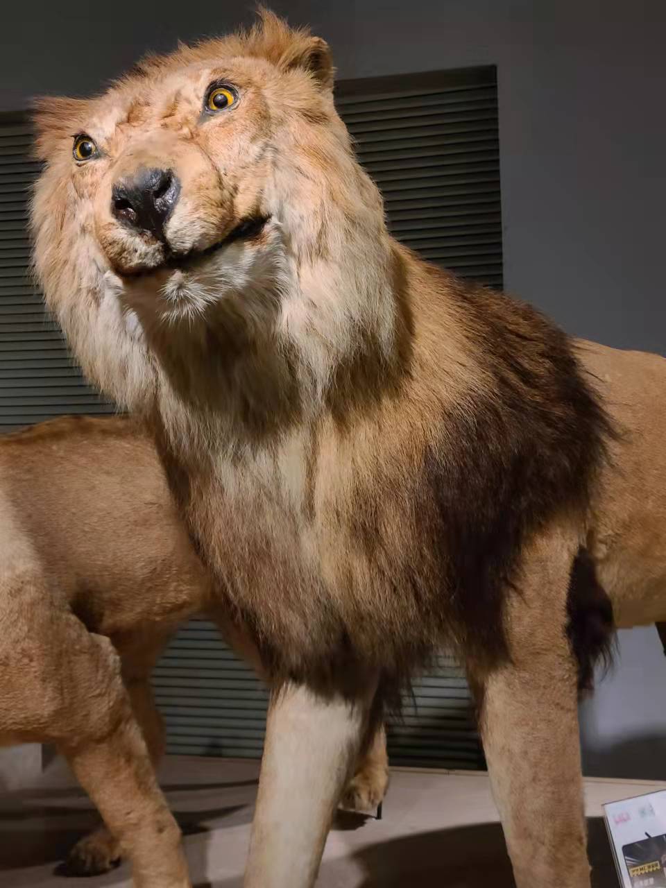 Shanghai Natural History&nbsp;Museum